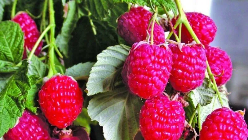 Characteristics and description of the best raspberry varieties
