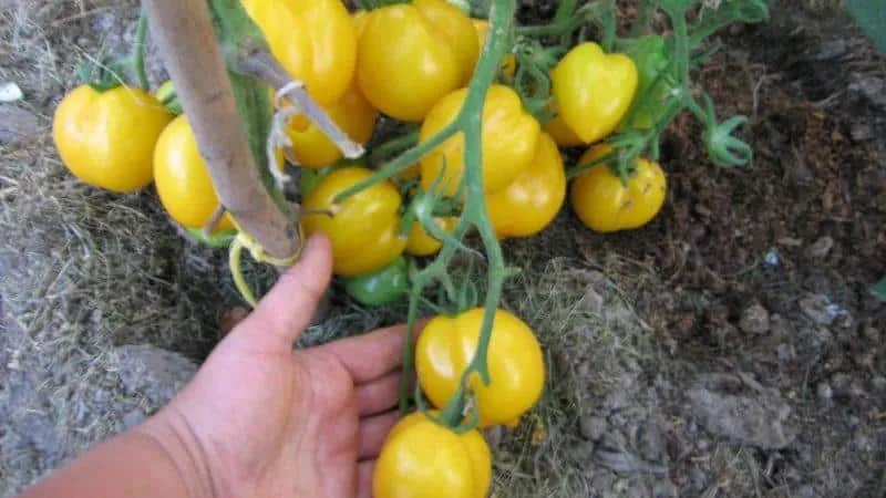 A tomato that looks like a lemon will leave no one indifferent: the "Wonder of the World" tomato and its cultivation method