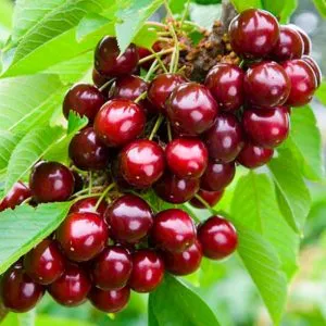 Large-fruited, low-maintenance columnar sweet cherry variety "Sylvia"