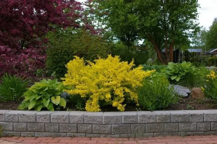 Correct use of barberry in landscape design for maximum aesthetics