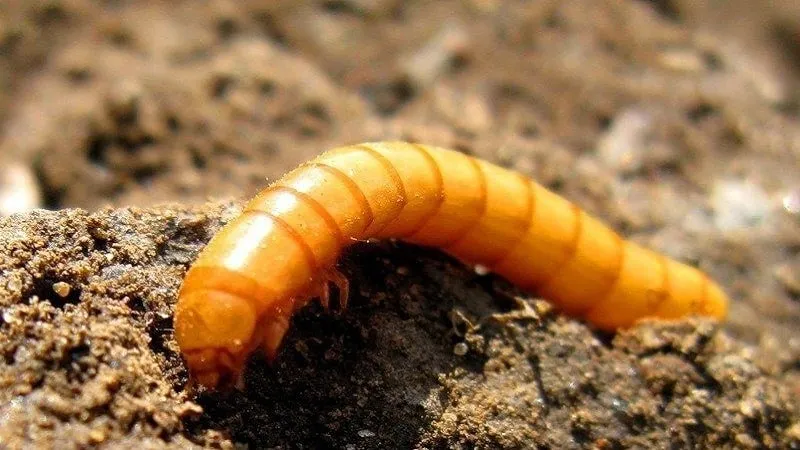 Wireworms in soil