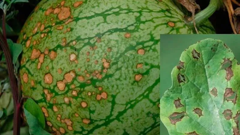 Common watermelon diseases, treatment, and preventive measures