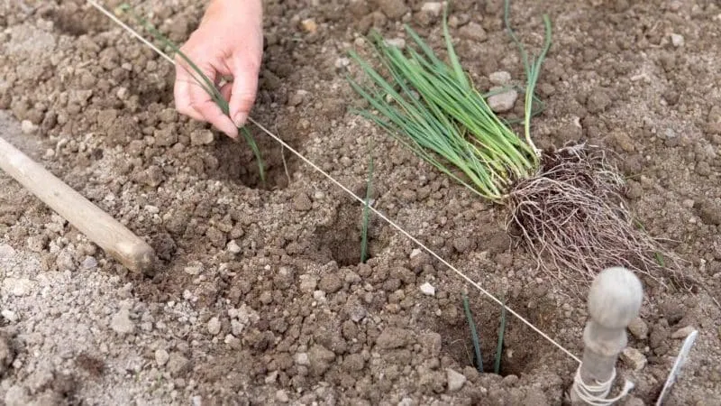 Growing leeks in open ground and caring for them from planting to harvest