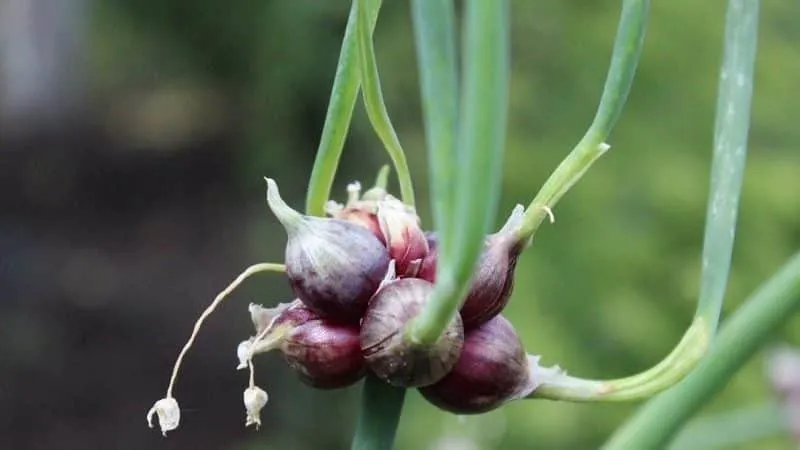 Features of planting and caring for two-tiered and multi-tiered onions