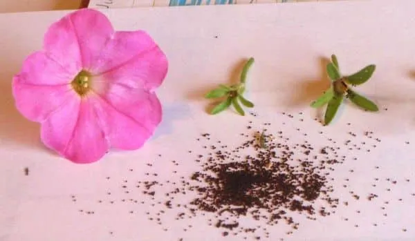 How to properly collect petunia seeds at home