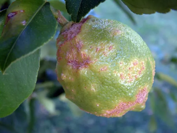 How to save mandarins from worms and diseases