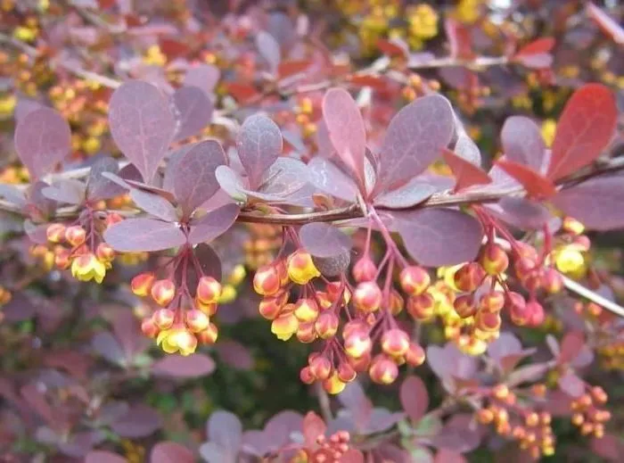 Correct use of barberry in landscape design for maximum aesthetics