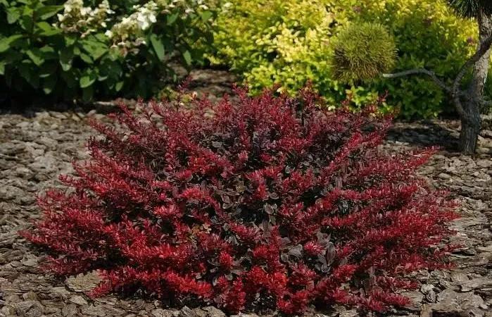 Correct use of barberry in landscape design for maximum aesthetics