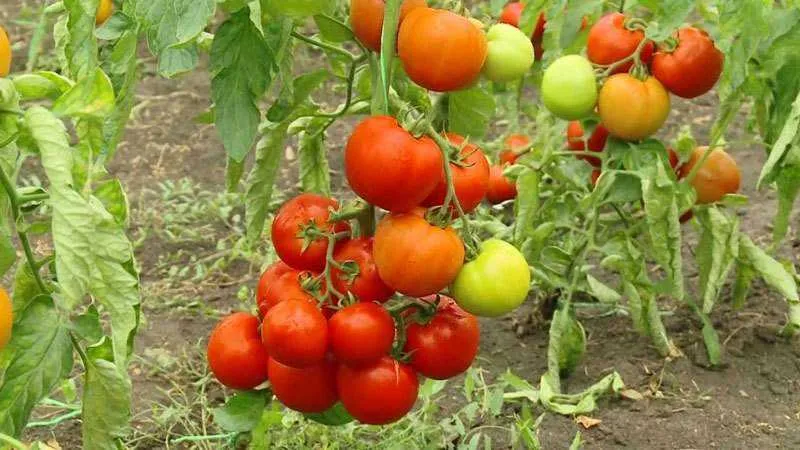 Determinate vs. indeterminate tomato varieties: differences, advantages, and disadvantages