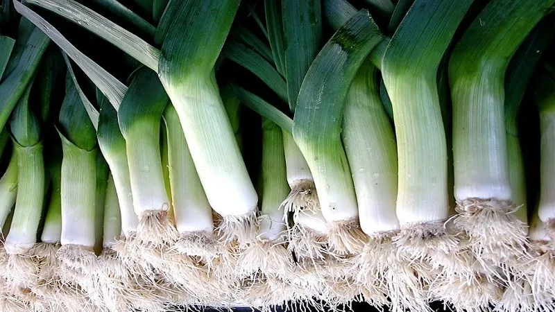 Jolant variety
