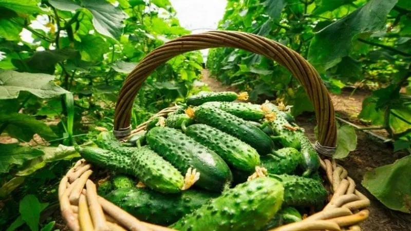 When is the best time to harvest cucumbers, morning or evening, and what affects the harvesting process