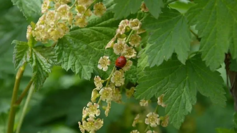 Why black currants are black