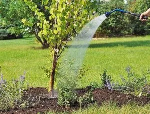 How to plant an apricot from a pit at home