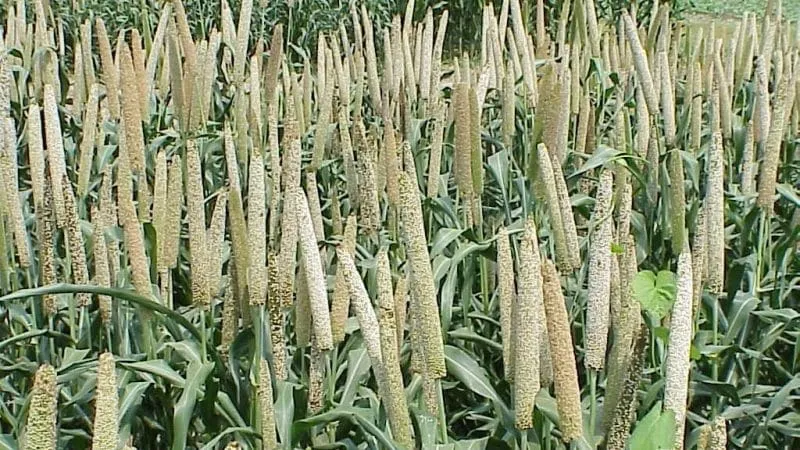 Growing African millet in gardens