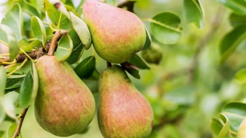 Large and Sweet Pears