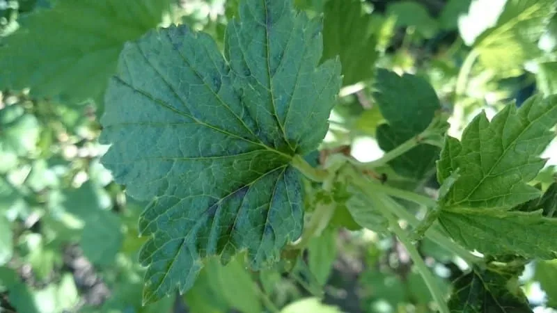 Currant diseases and pests, control methods, preventive measures