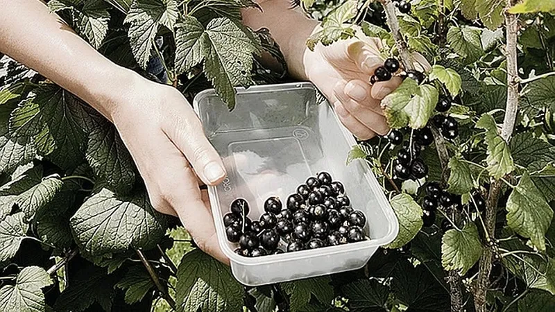 How and when to harvest blackcurrants correctly