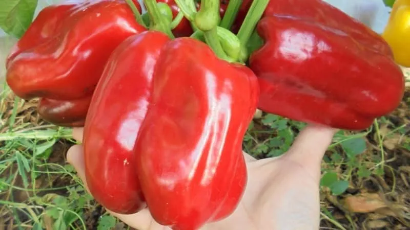 How to properly plant and grow the large red hybrid pepper 'Ombrone'