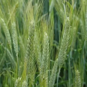 Characteristics of brewing barley