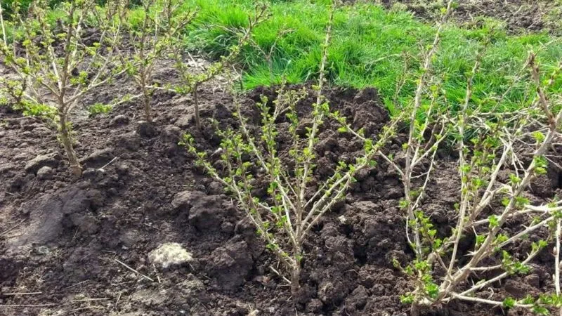 Why gooseberries fail to fruit and how to fix it