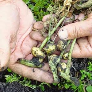 Methods of potato propagation