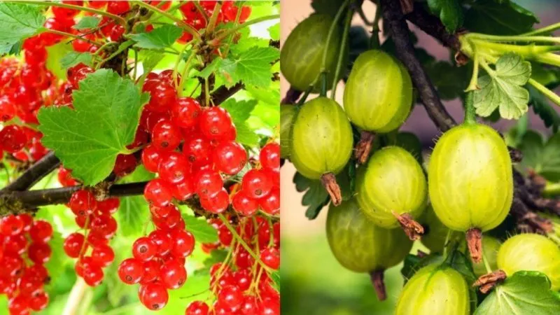 Where to plant gooseberries in your garden