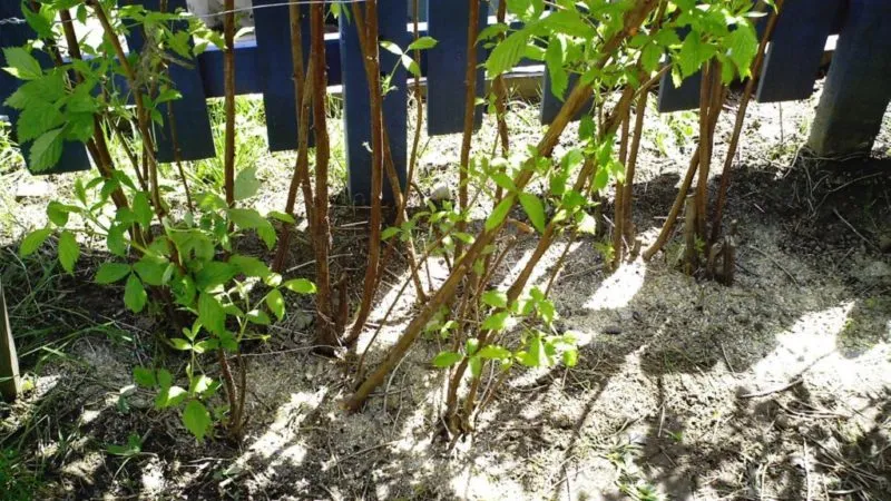 How to fertilise raspberries with ash in summer: a step-by-step guide