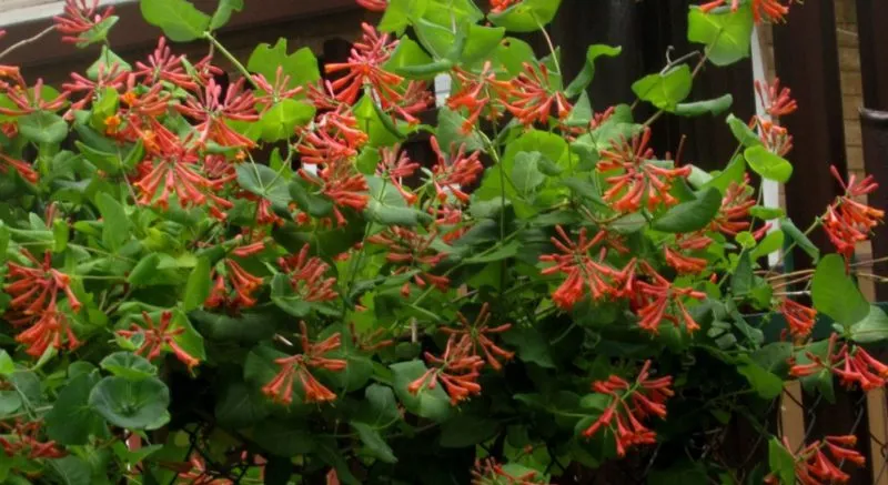 Description, cultivation, and uses of Brown's Dropmore Scarlet honeysuckle