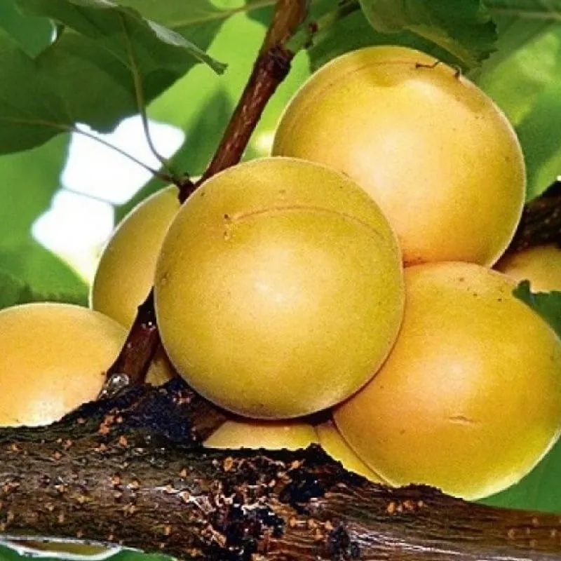 Variety of apricot cultivars for different climates