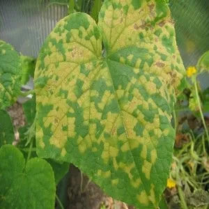 7 main causes of white coating on cucumbers and leaves