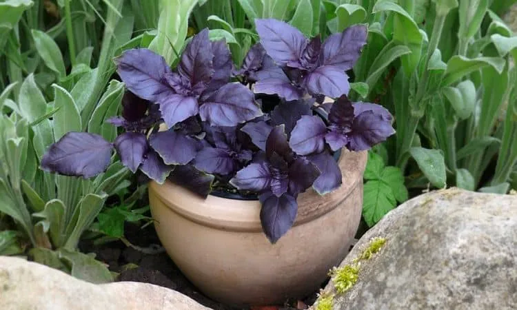 Review of the purple basil variety 'Ararat'
