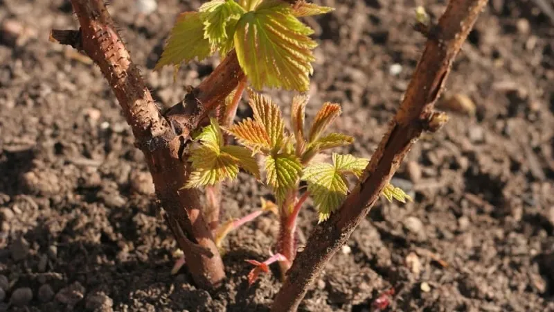 How to fertilise raspberries with ash in summer: a step-by-step guide