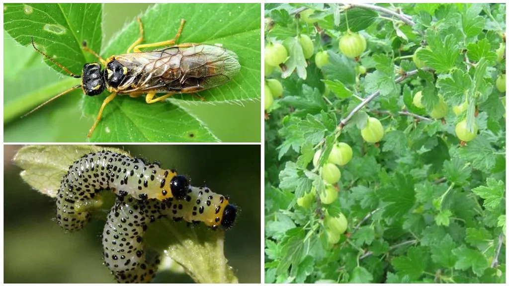 The dangerous gooseberry sawfly and effective methods to combat it
