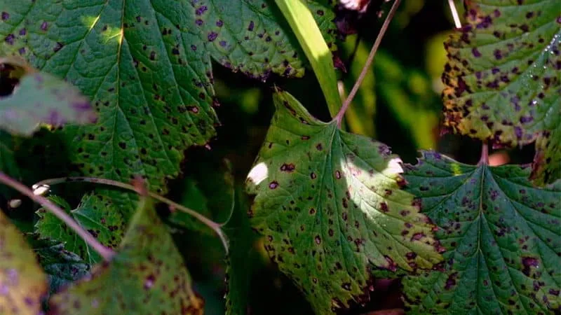 Why spots appear on gooseberry leaves