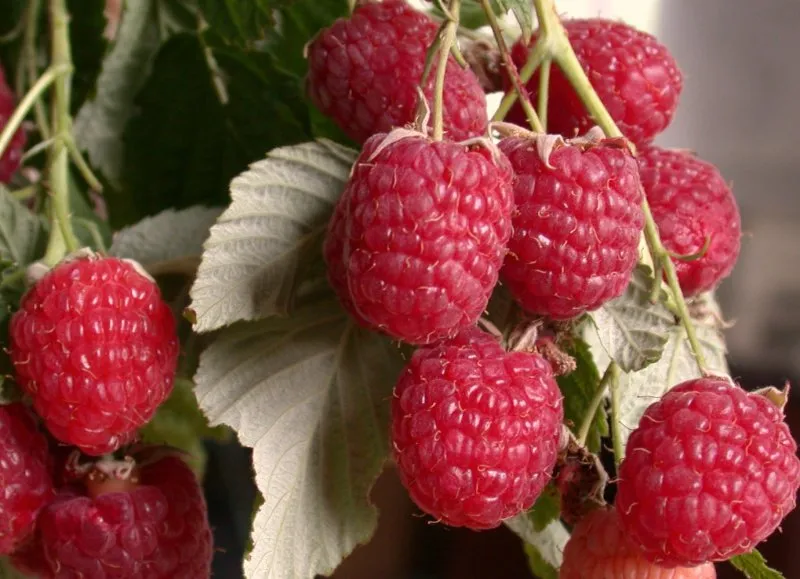Characteristics and description of the best raspberry varieties