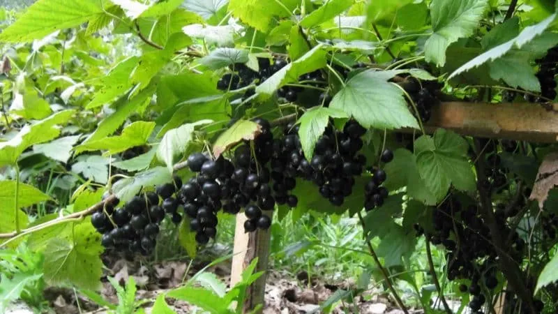 Most effective natural remedies for powdery mildew on currants