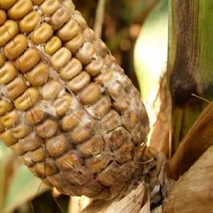 How to combat the most dangerous pests and diseases of corn
