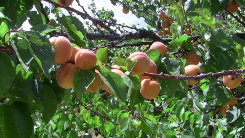 Step-by-step guide to transplanting an apricot tree in summer