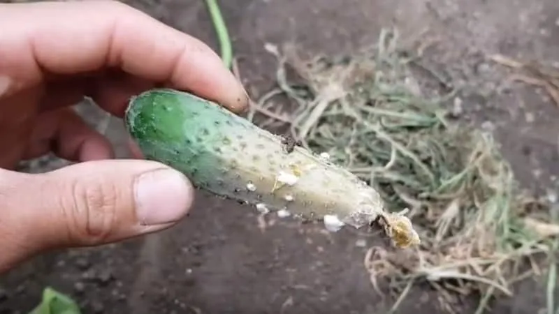 7 main causes of white coating on cucumbers and leaves