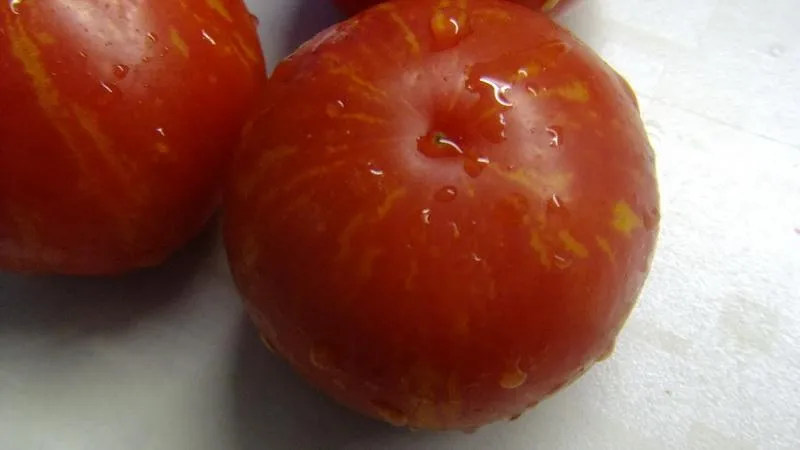 Most productive short-stem tomato varieties