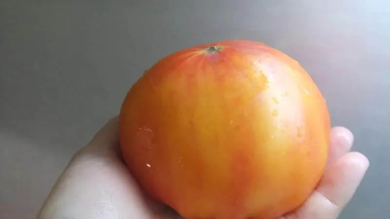 Farmers' favourite among tomatoes: Beefheart tomato, characteristics and description of the variety