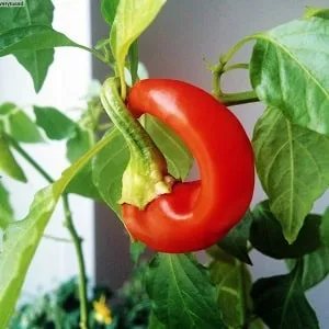 Selection of the best hot pepper varieties and tips for choosing them