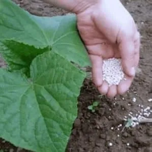 Why cucumbers don't grow in greenhouses and how to effectively solve this problem