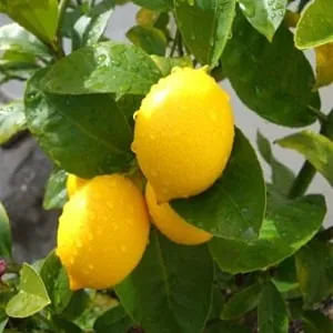 All about lemons - is it a vegetable, berry, or fruit?