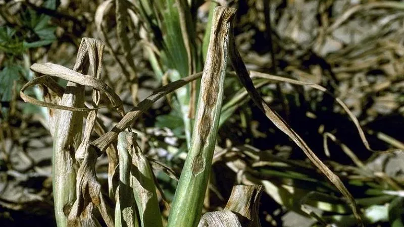 Treating garlic diseases and pests: effective methods and preventive measures