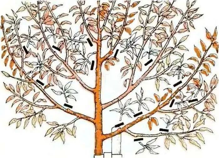 Beginner's guide: how to prune a walnut tree in autumn using different schemes