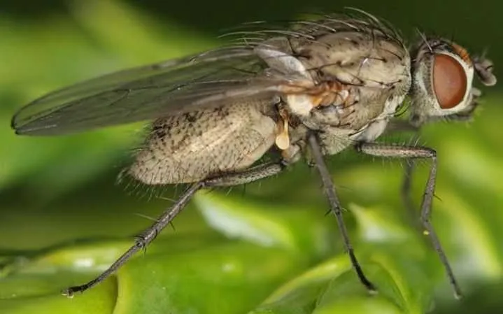 Diseases and pests affecting cauliflower and methods to combat them