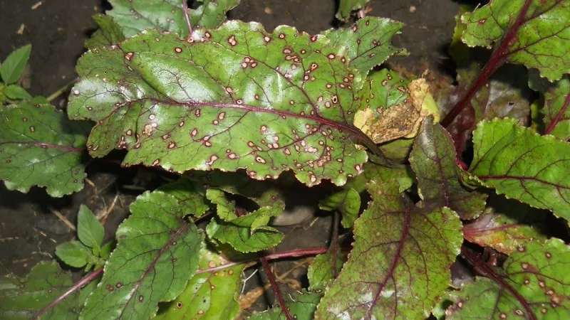What to do when beet leaves turn yellow and the plant stops growing