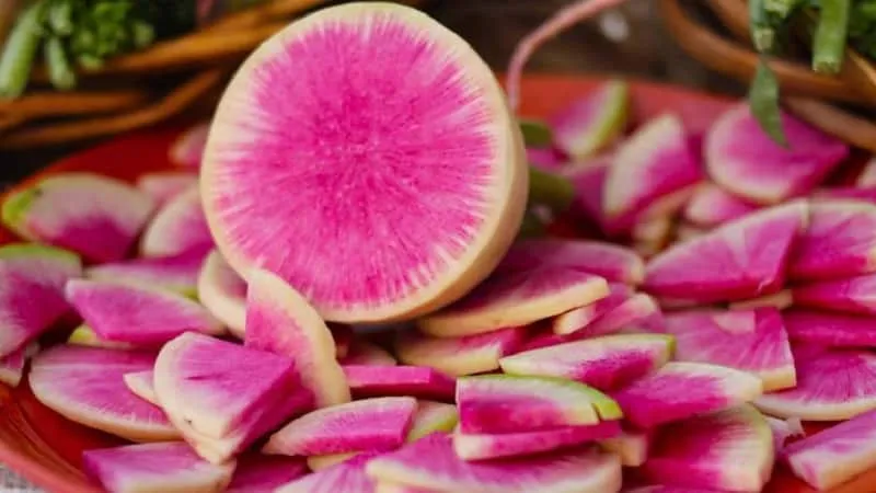 Unusual in appearance and pleasant in taste: the benefits and cultivation of watermelon radish