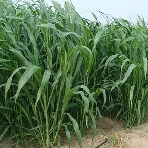 What is Sudan grass, how it's grown, and its applications